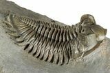 Bug-Eyed Coltraneia Trilobite Fossil - Unusual Brown Color #350853-1